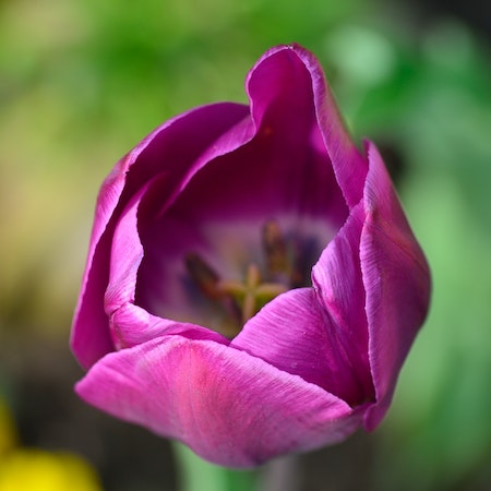 bunga tulip untuk acara wisuda