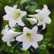 lily putih