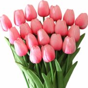 tulip pink merah muda