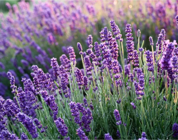 Manfaat Bunga Lavender Dalam Kehidupan
