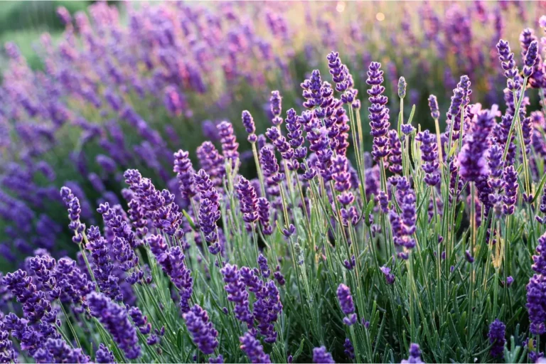 Manfaat Bunga Lavender Dalam Kehidupan