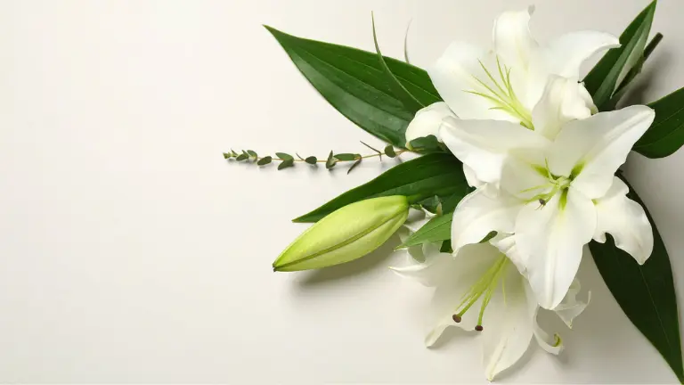 bunga lily untuk wisuda