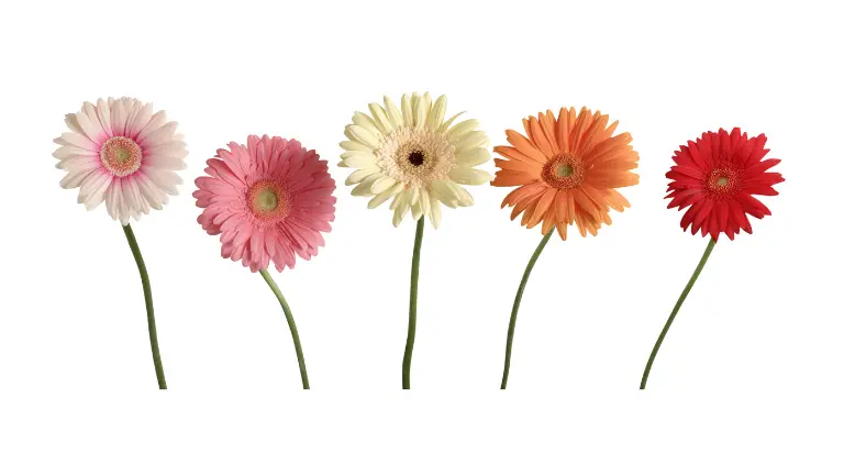 gerbera