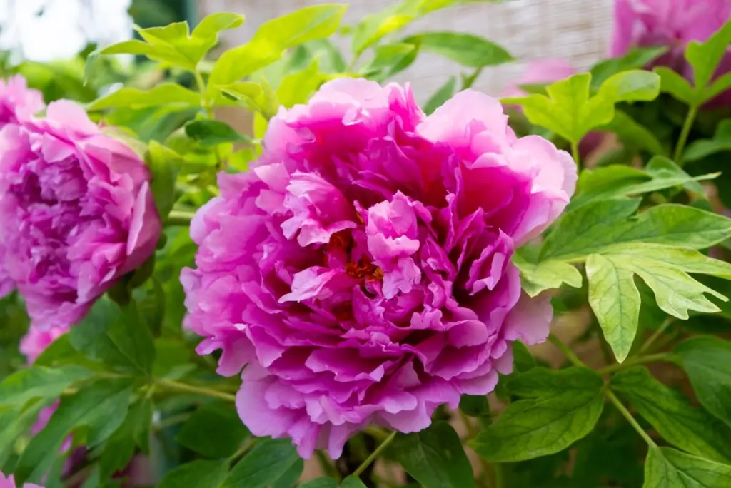 bunga peony