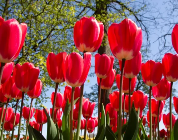 Bunga Tulip Warna Merah