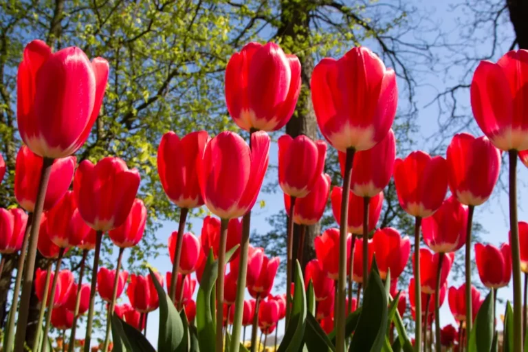 Bunga Tulip Warna Merah