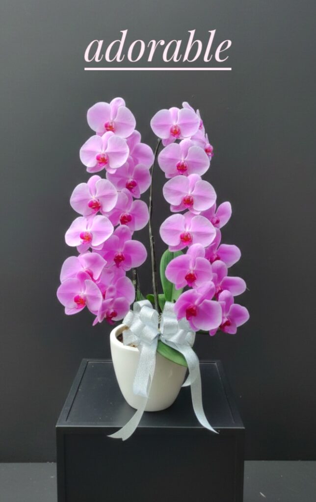 2 tangkai bunga anggrek