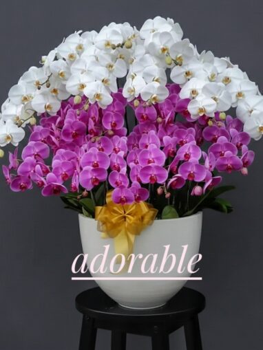 Bunga anggrek putih dan ungu