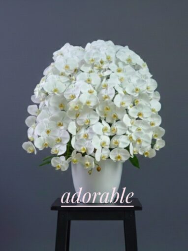 bunga anggrek warna putih