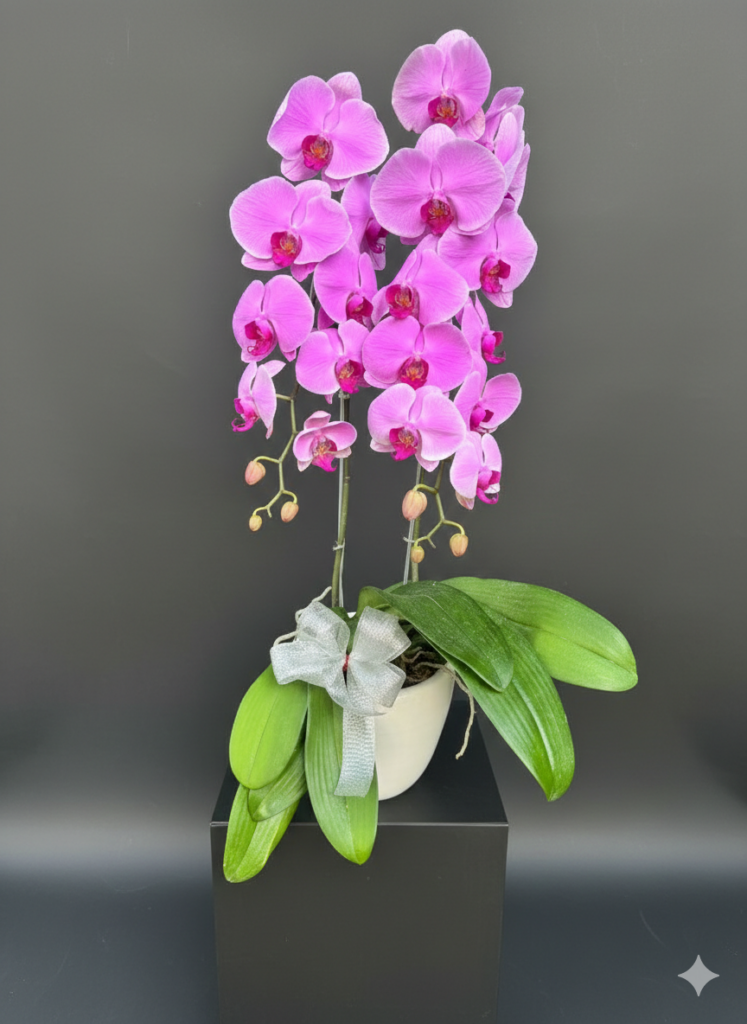Bunga orchid