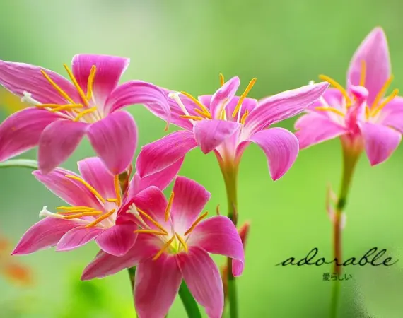 Bunga Lily Warna Pink