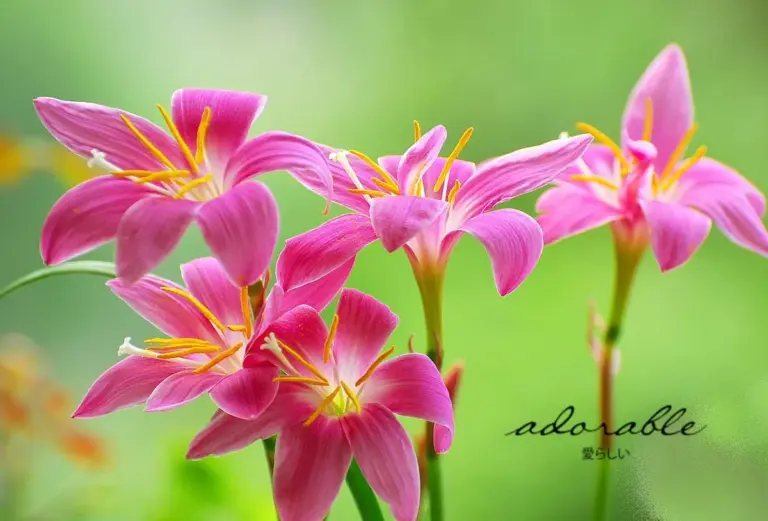 Bunga Lily Warna Pink
