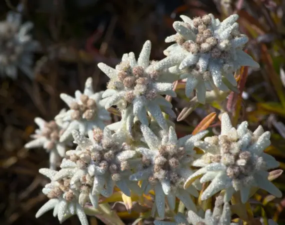 Bunga Edelweiss