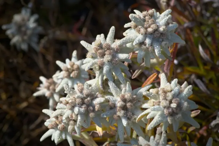 Bunga Edelweiss